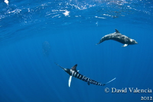 This striped marlin and dolphin tag-teamed the bait until... by David Valencia 